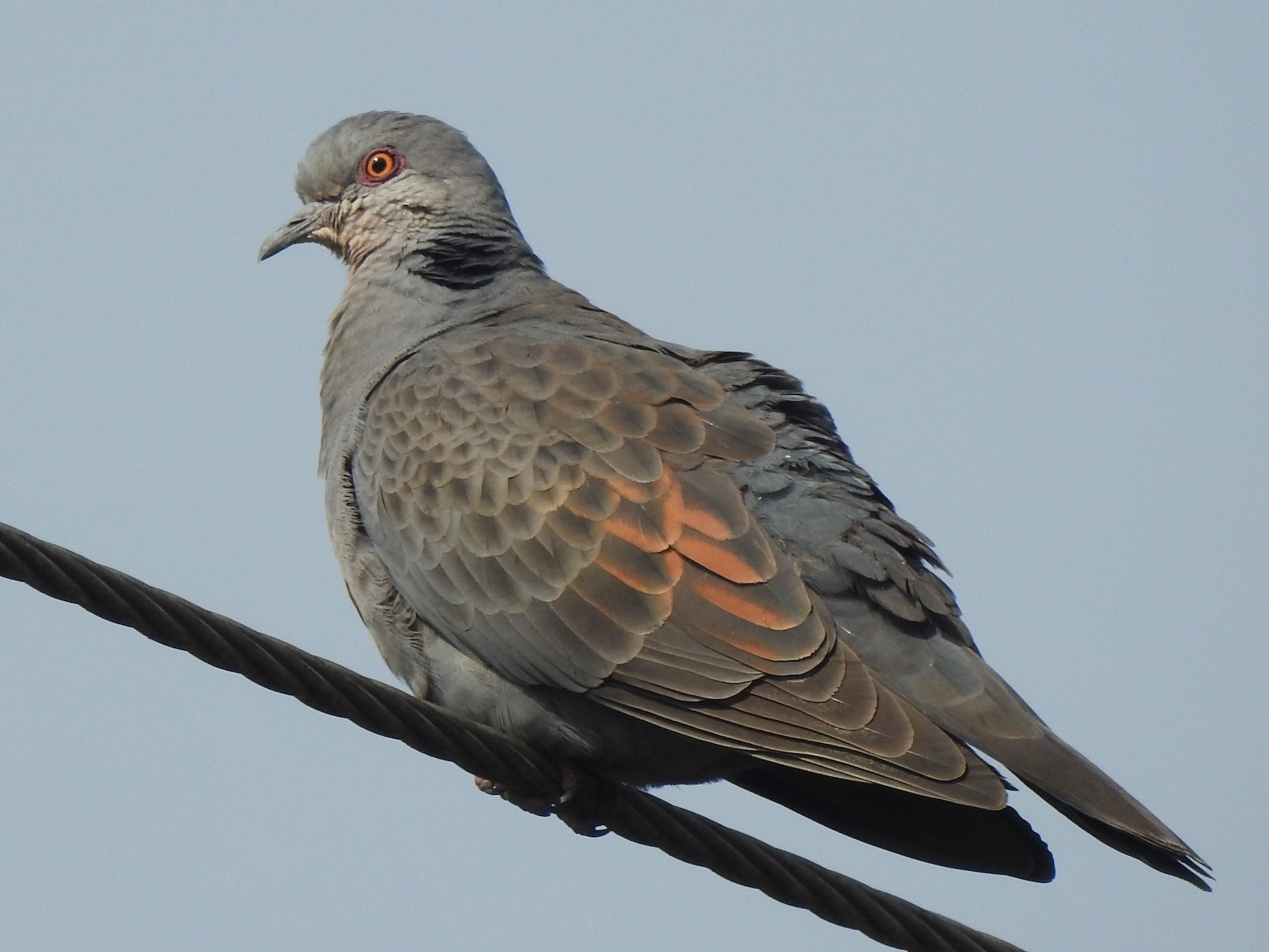 Dusky Turtle-Dove - Joel Adams