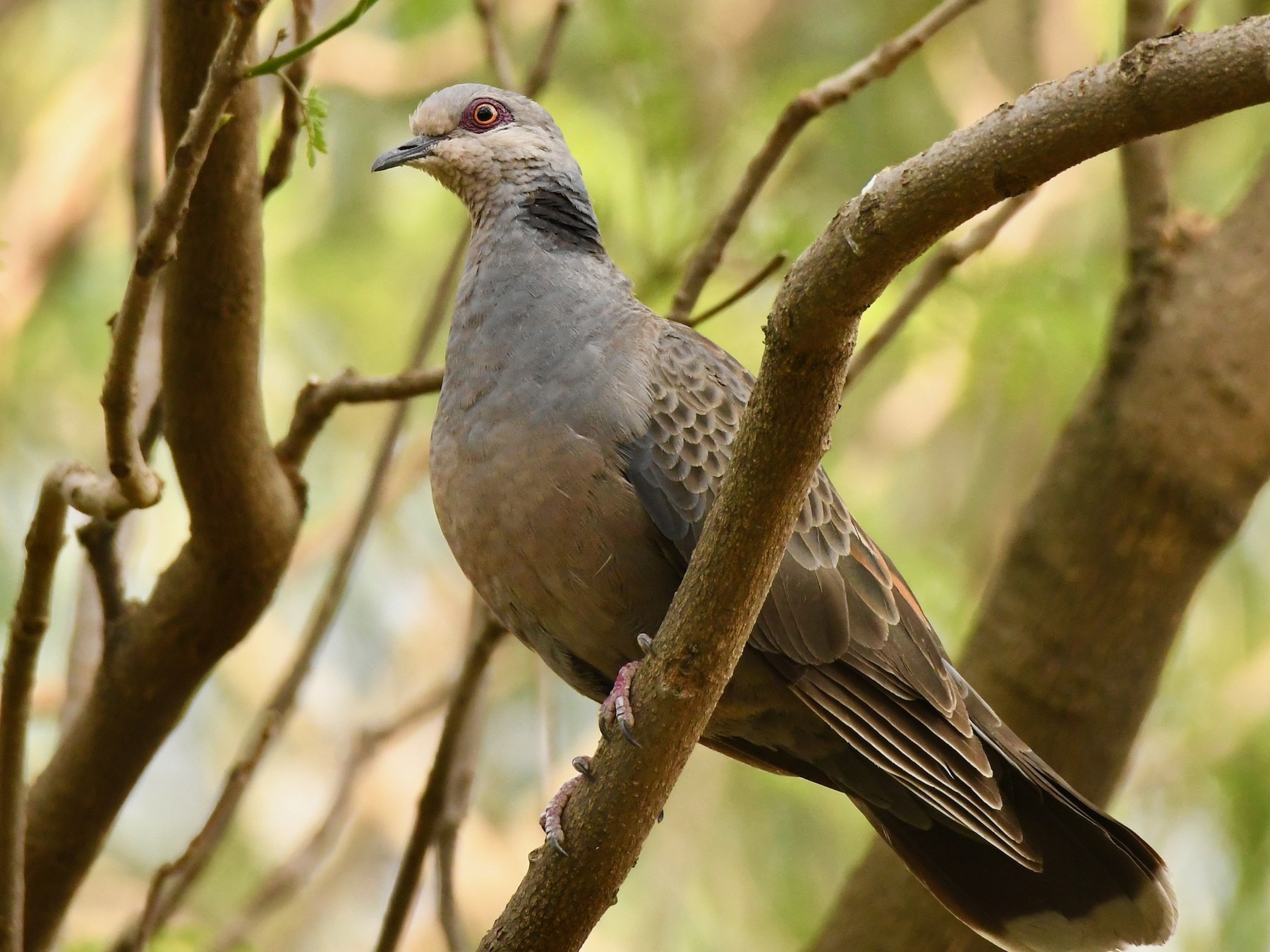 Dusky Turtle-Dove - Adam Dudley