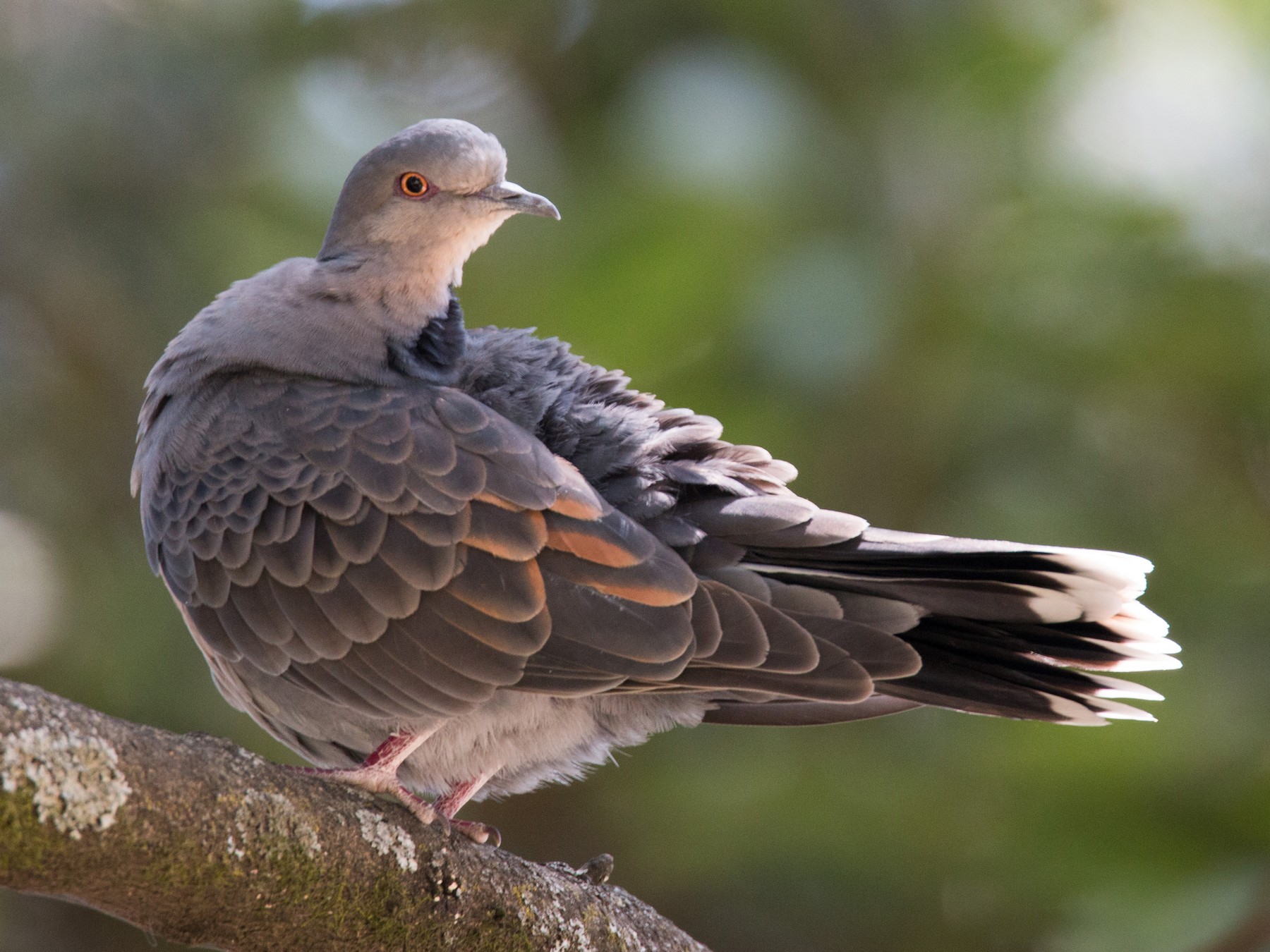 Dusky Turtle-Dove - Ian Davies