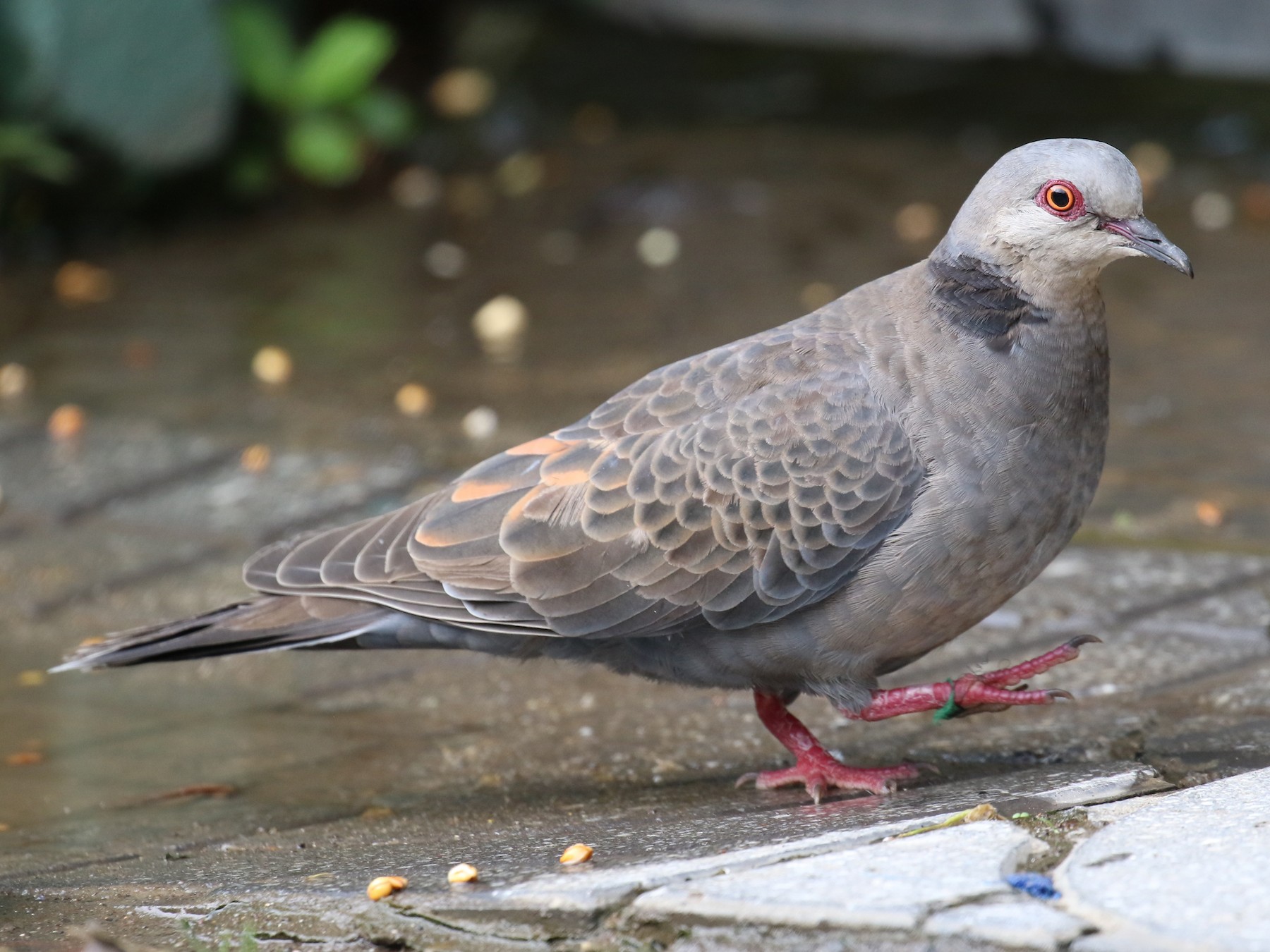 Dusky Turtle-Dove - Fikret Ataşalan