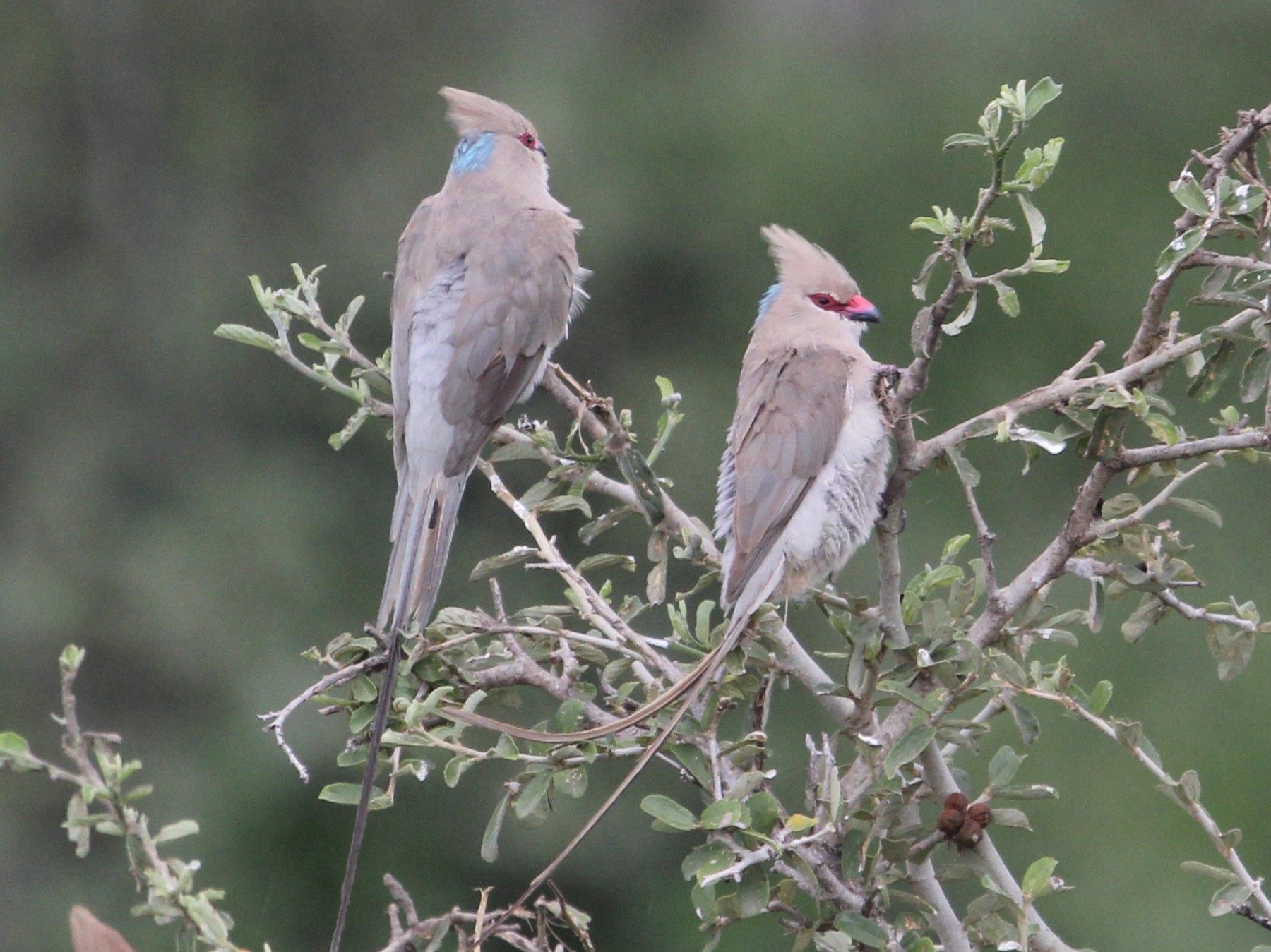 Blue-naped Mousebird - eBird