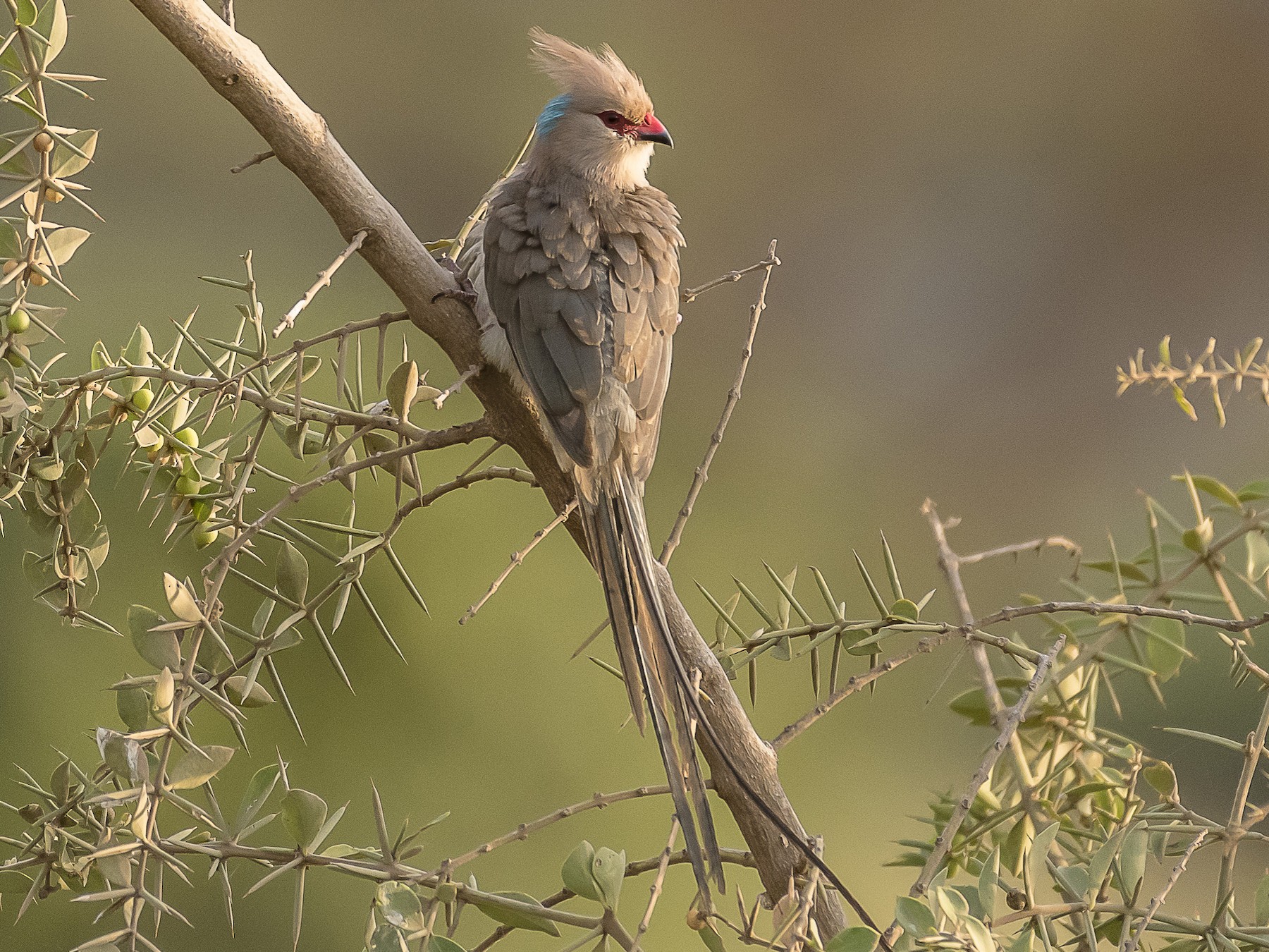 Blue-naped Mousebird - Stephen Wainer