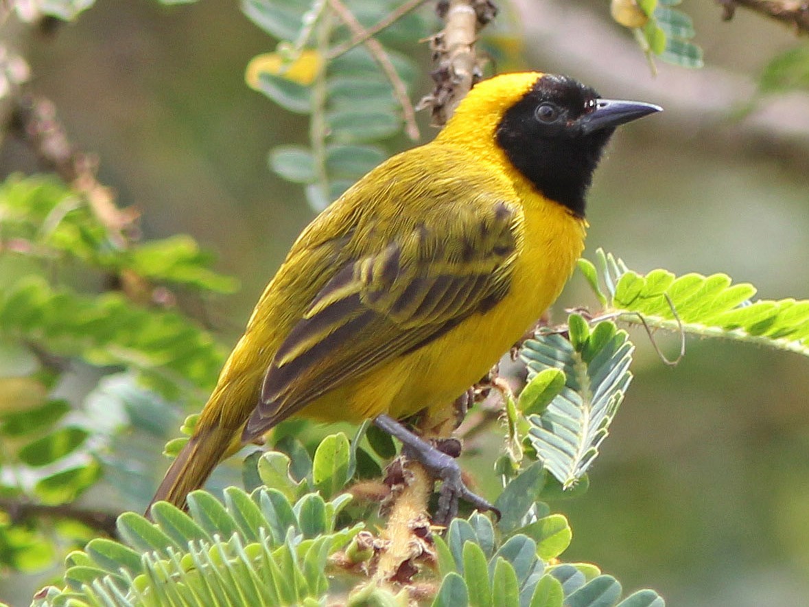 Slender-billed Weaver - David Beadle