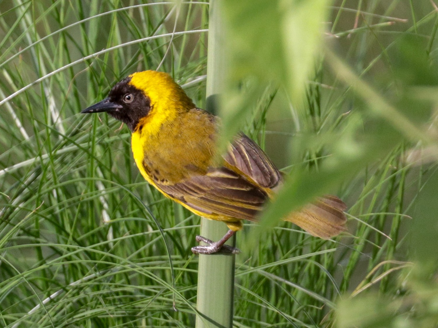 Slender-billed Weaver - eBird