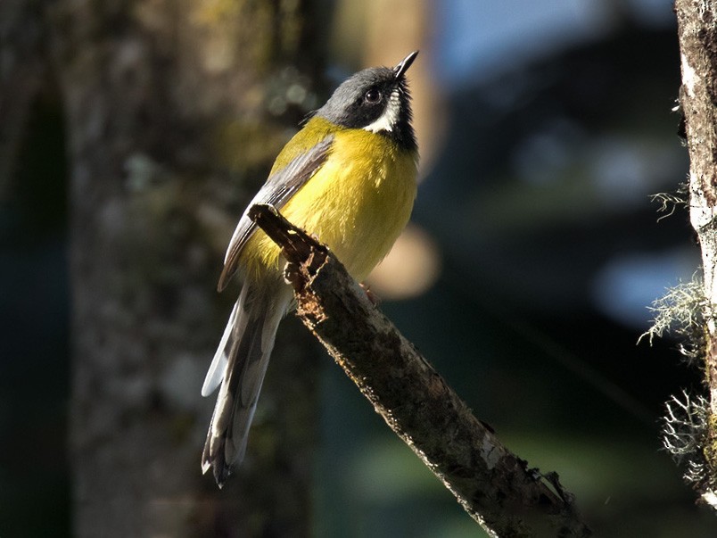 Black-throated Apalis - Lars Petersson | My World of Bird Photography