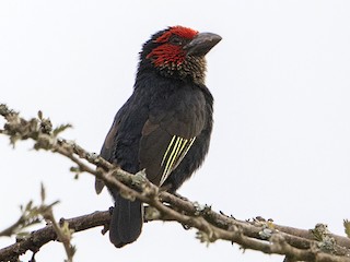  - Red-faced Barbet
