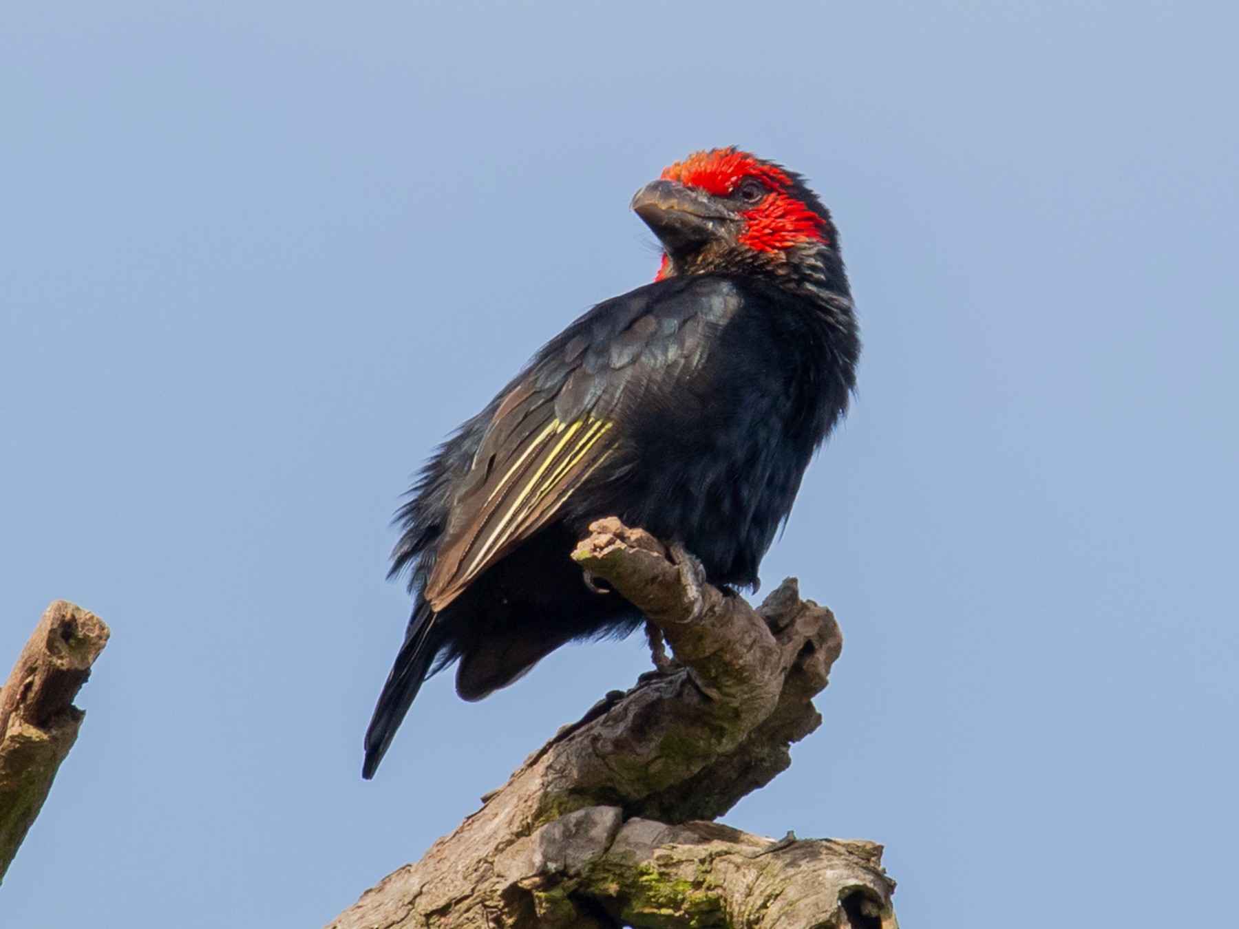 Red-faced Barbet - Michelle Summers