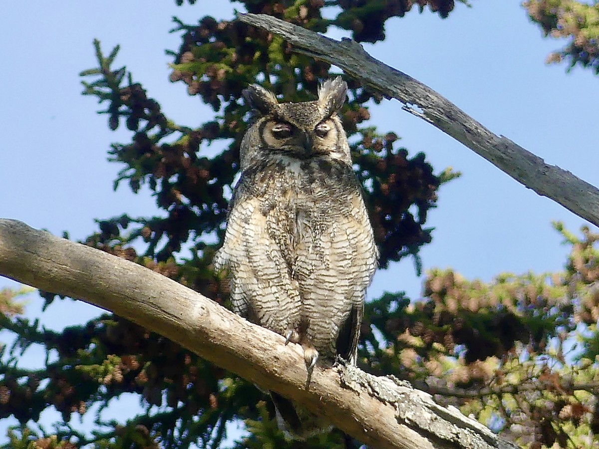 Great Horned Owl - ML240588481