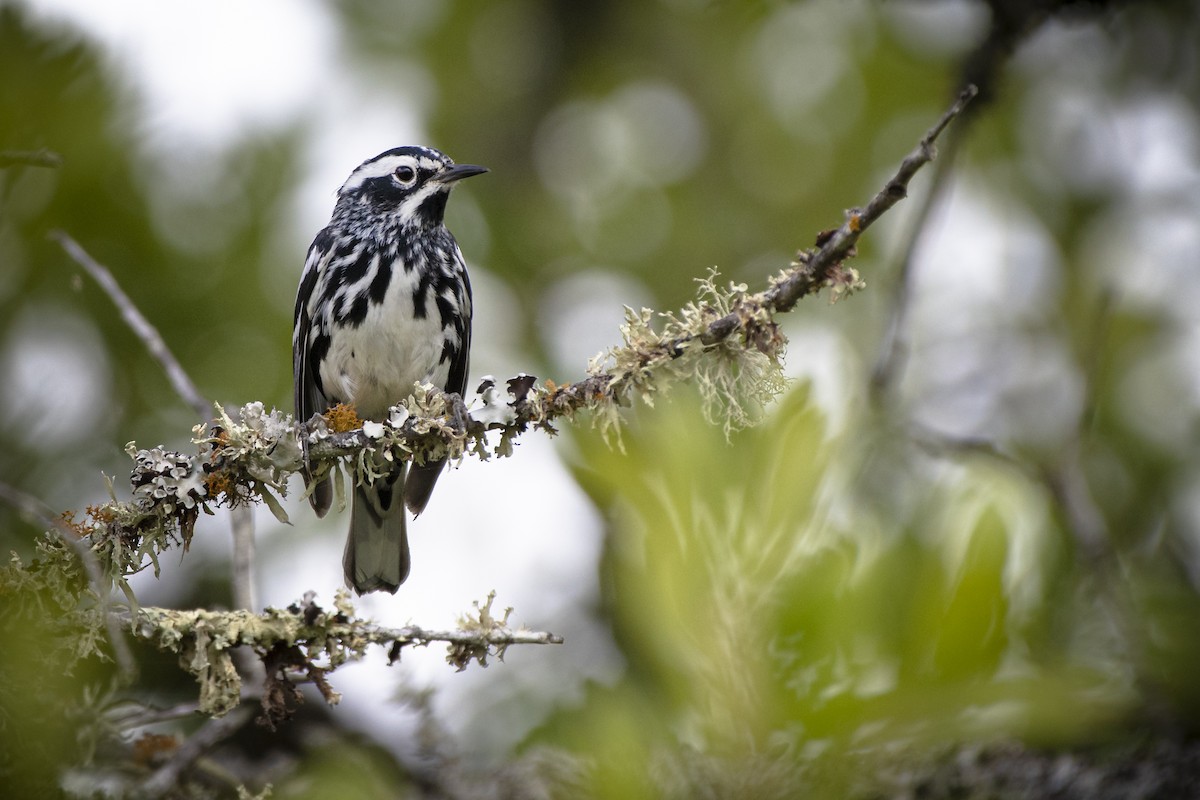 Black-and-white Warbler - ML240590591