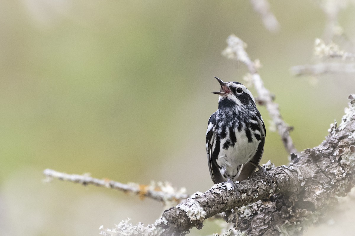 Black-and-white Warbler - ML240590651
