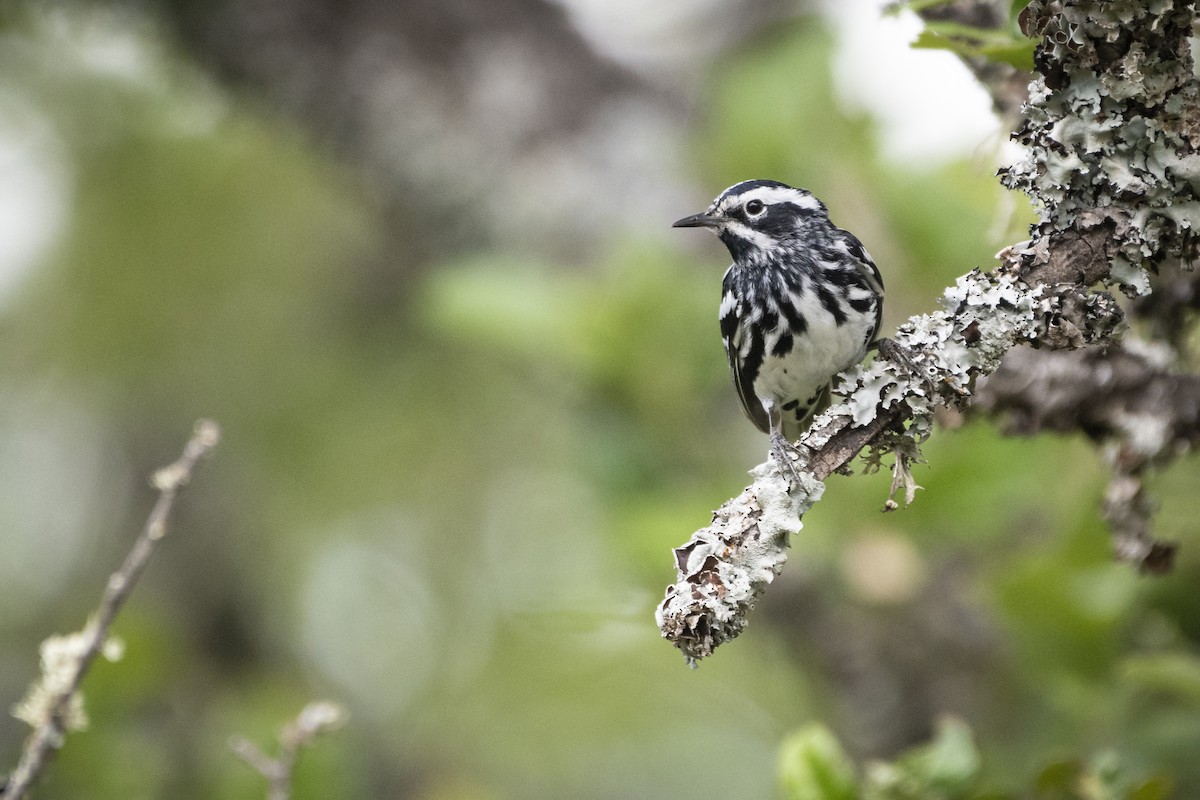 Black-and-white Warbler - ML240590681