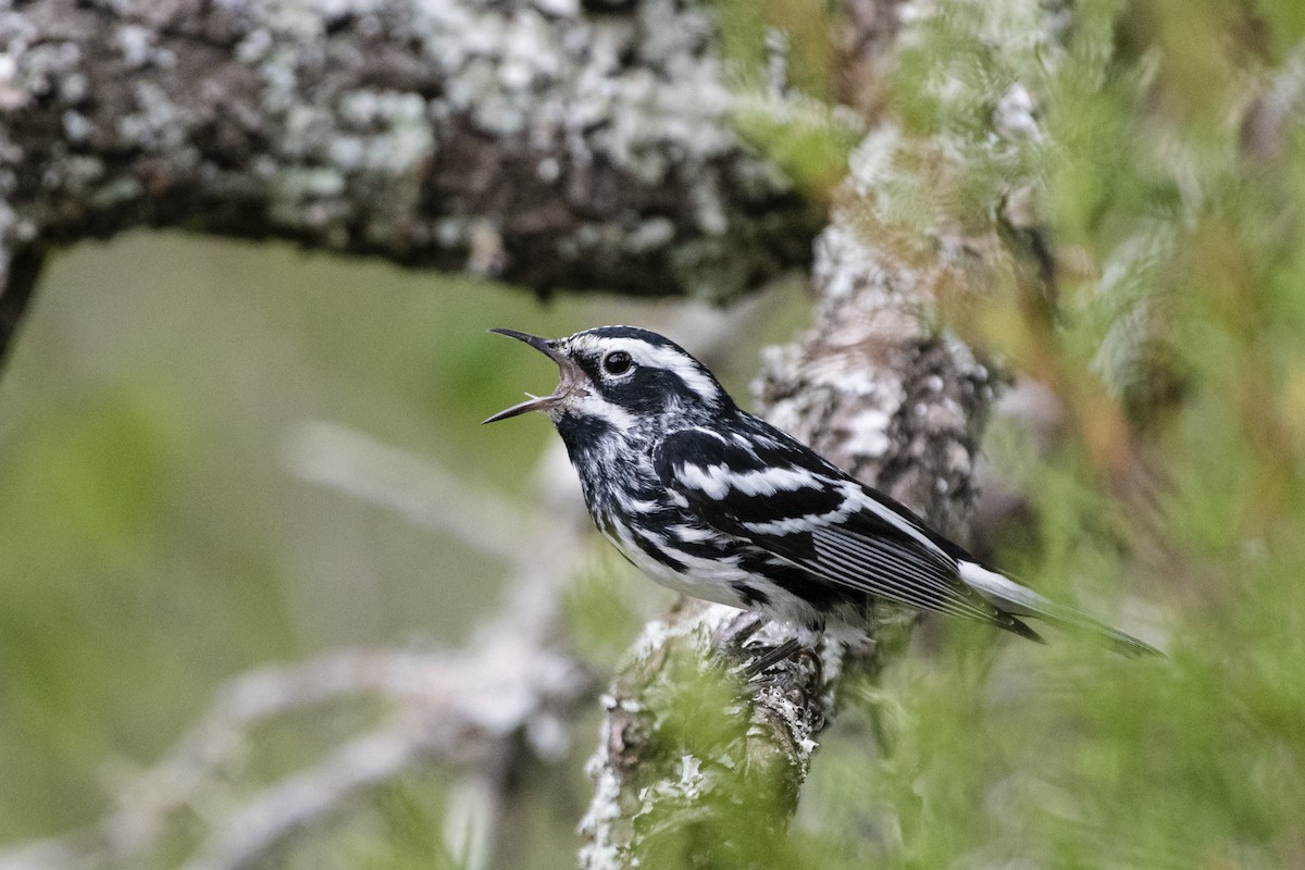 Black-and-white Warbler - ML240590761
