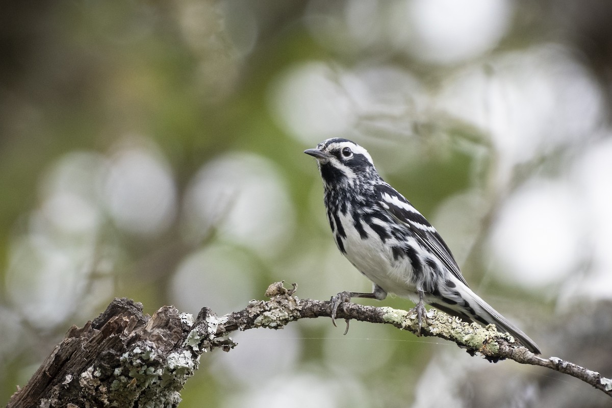 Black-and-white Warbler - ML240590771