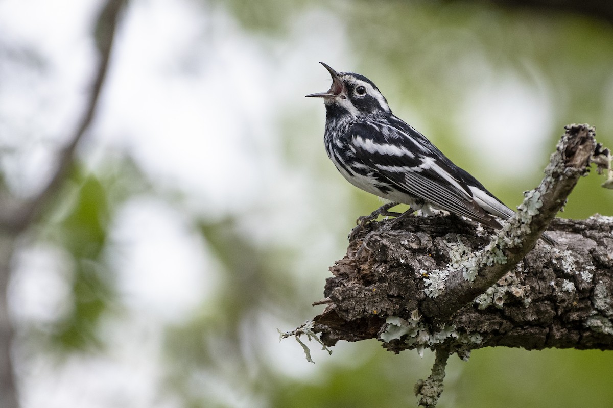 Black-and-white Warbler - ML240590781
