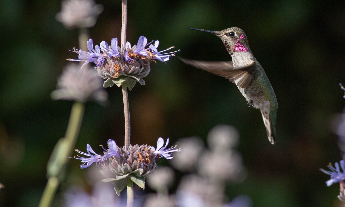 Anna's Hummingbird - ML240590901