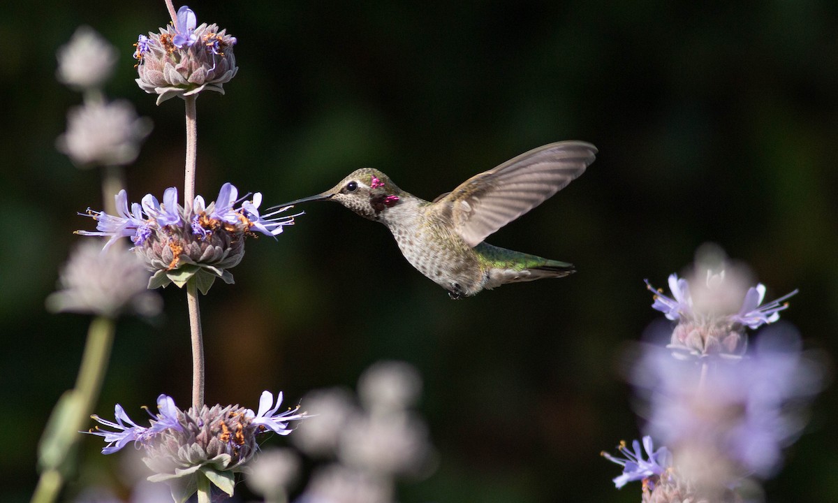 Anna's Hummingbird - ML240590921