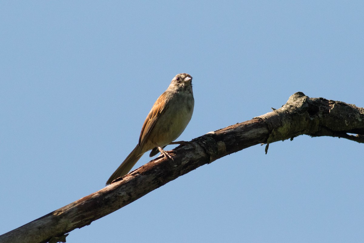 Swamp Sparrow - Kees de Mooy