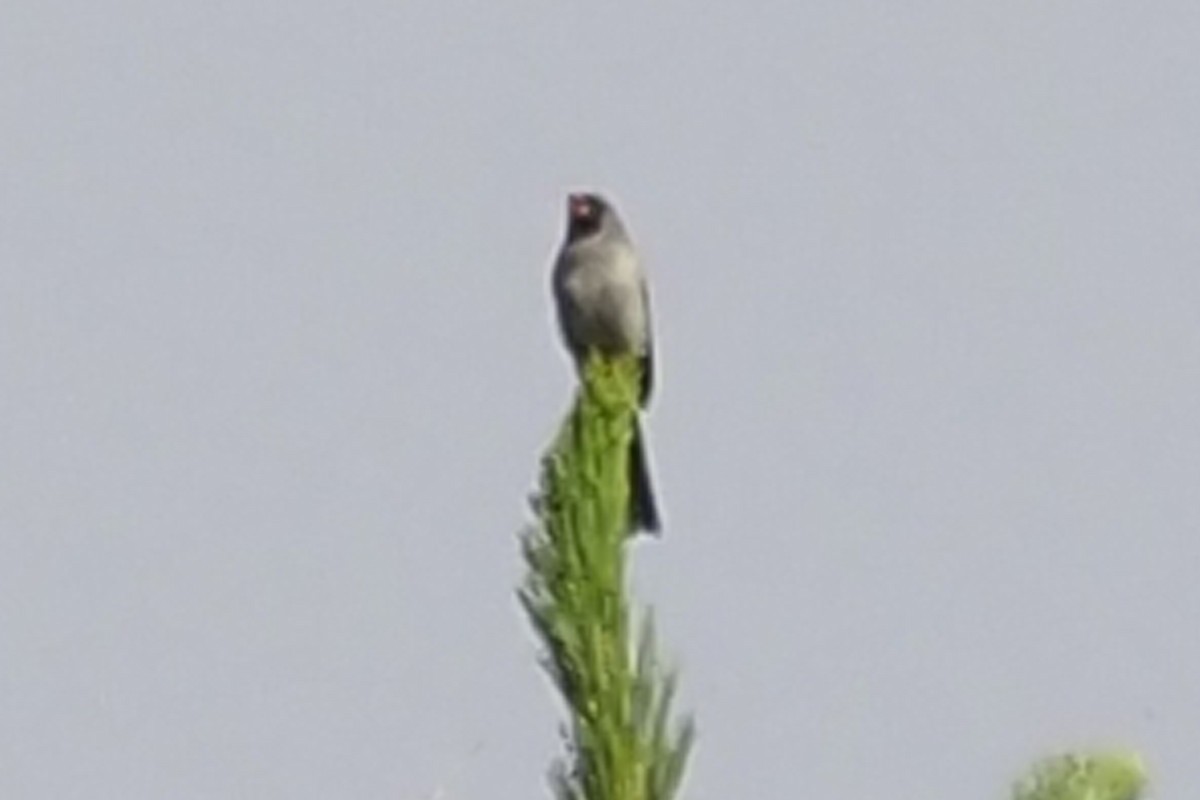 Black-chinned Sparrow - Donna Pomeroy