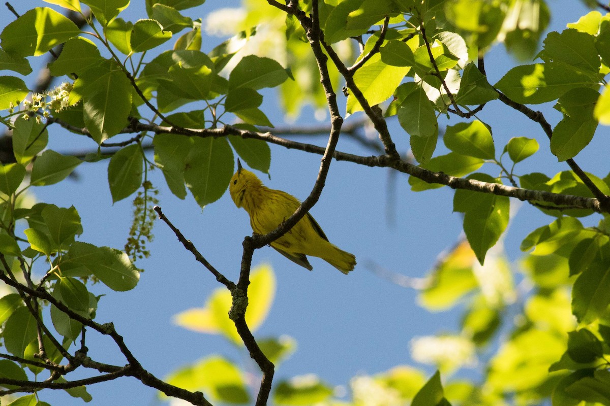 Yellow Warbler - Kees de Mooy