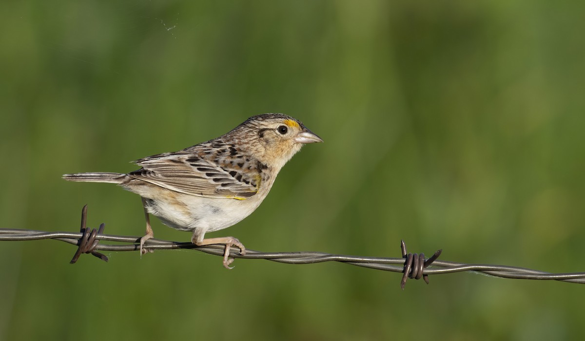 Grasshopper Sparrow - ML240592491