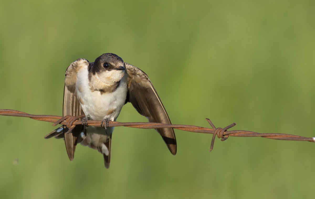 Barn Swallow - ML240592601