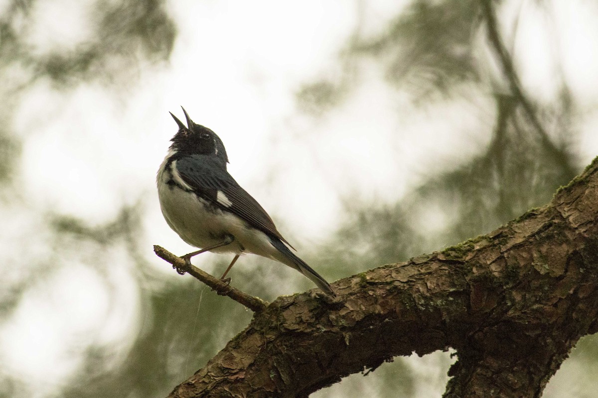 Black-throated Blue Warbler - Kees de Mooy
