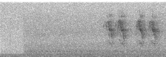 Puna Thistletail - ML240593