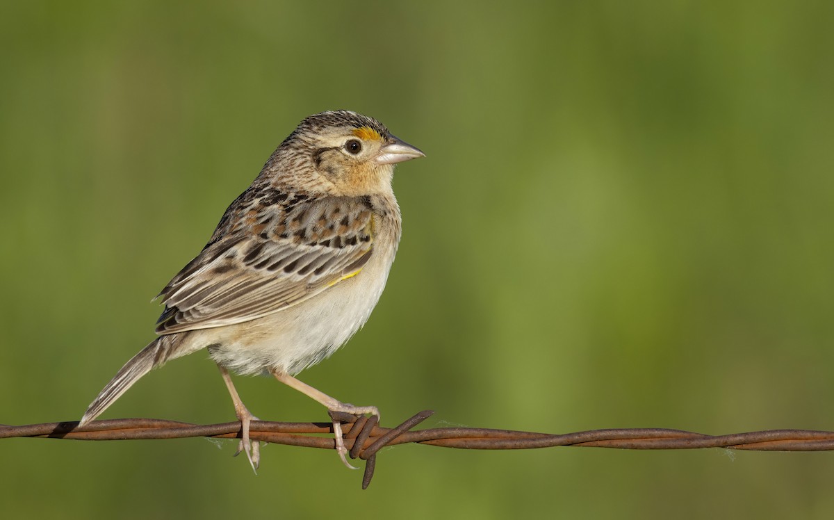 Grasshopper Sparrow - ML240593251