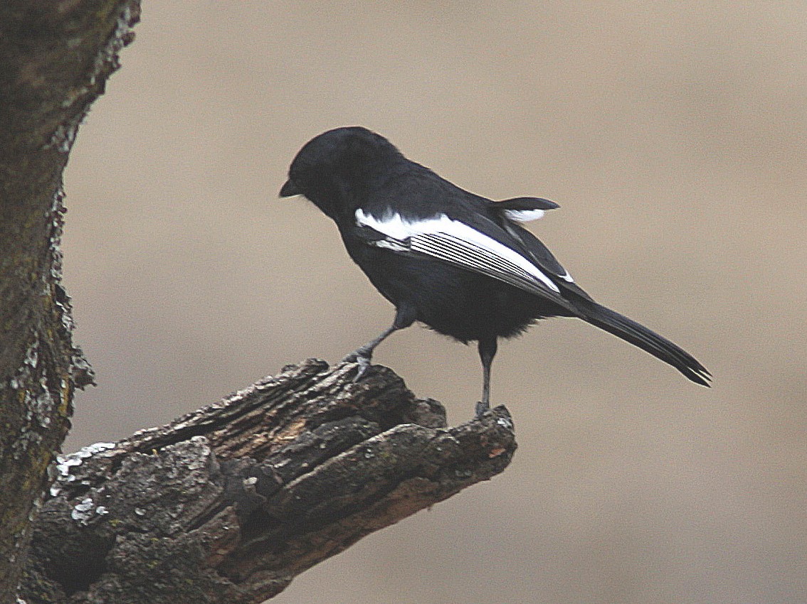 White-winged Black-Tit - Guy Poisson