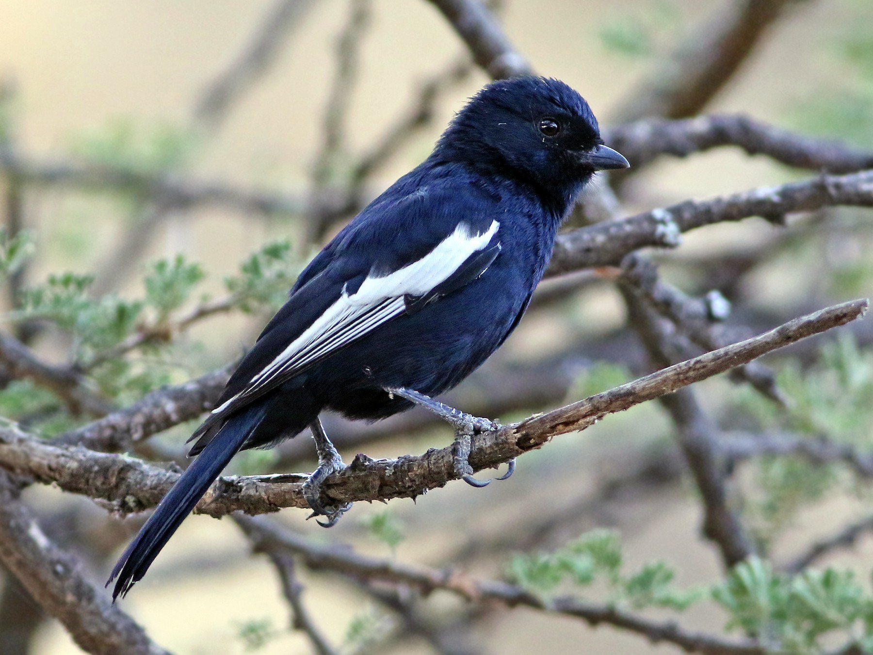 White-winged Black Tit - eBird