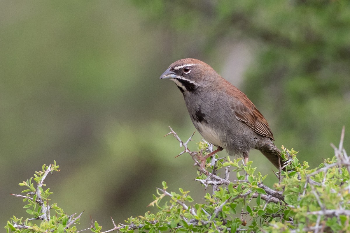 Five-striped Sparrow - Phil Chaon
