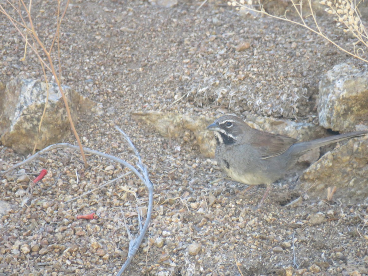 Five-striped Sparrow - ML240595241