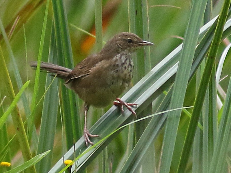 Grauer's Swamp Warbler - eBird