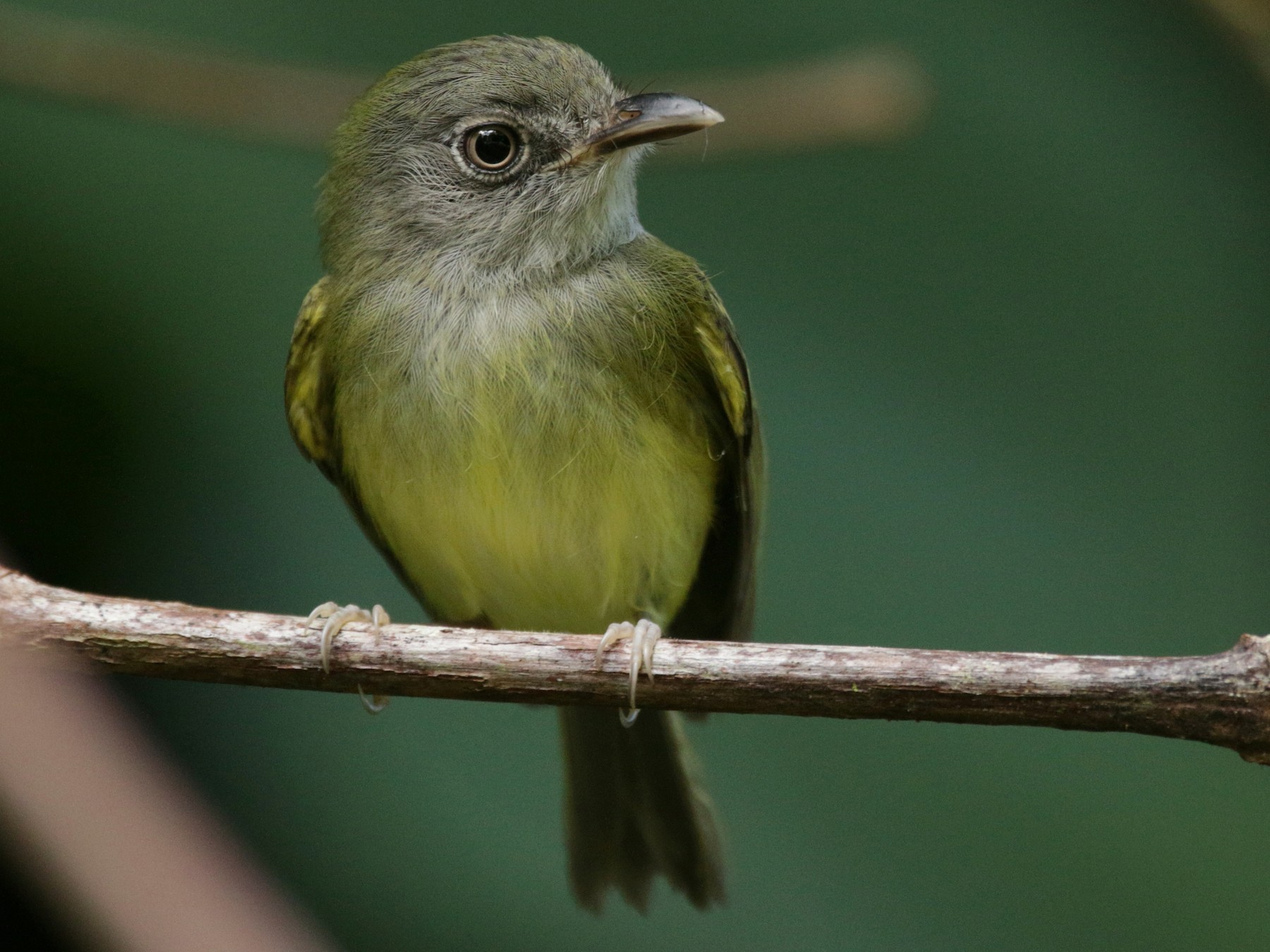 Northern Bentbill - eBird