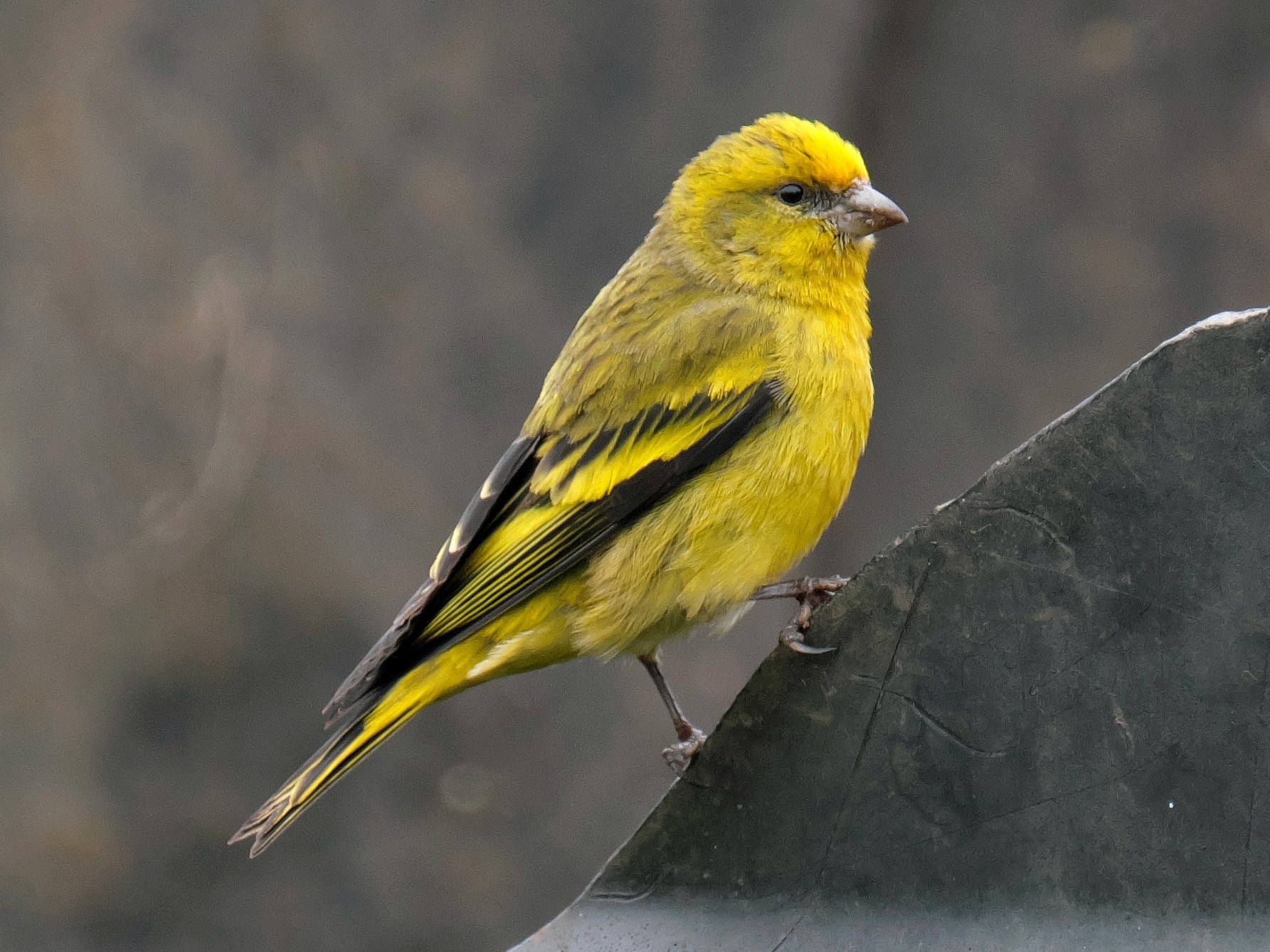 Yellow-crowned Canary - xiwen CHEN