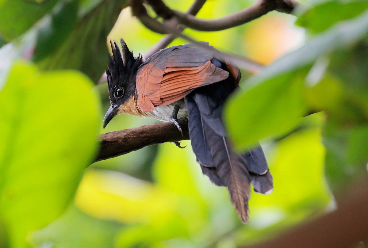 Chestnut-winged Cuckoo - Neoh Hor Kee