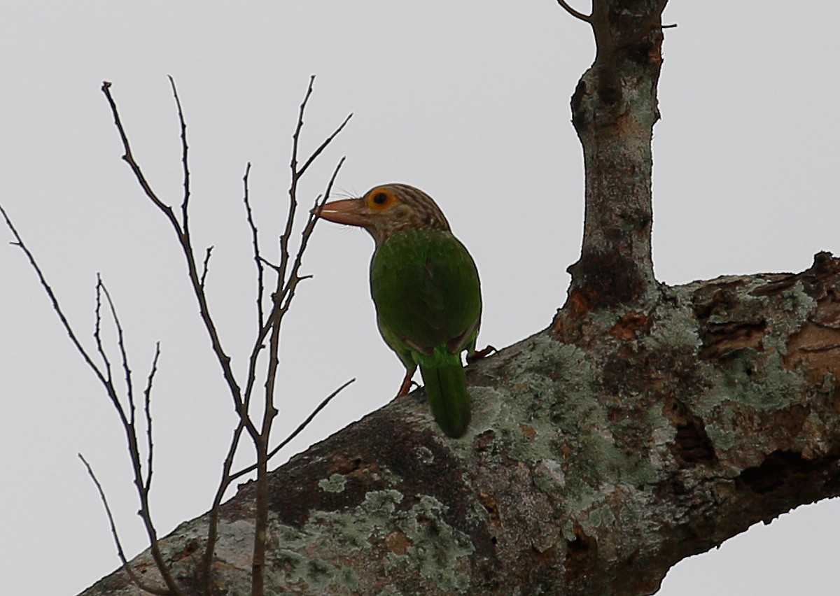 Lineated Barbet - ML24060291