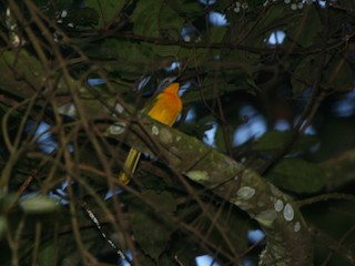 Самка/молодая птица (Scarlet morph) - Pam Rasmussen - ML240603021