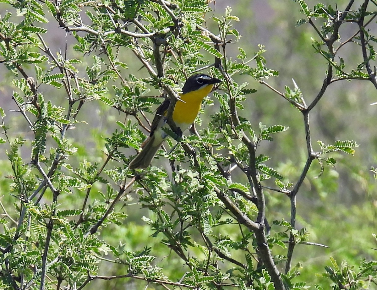 Yellow-breasted Chat - ML240603261
