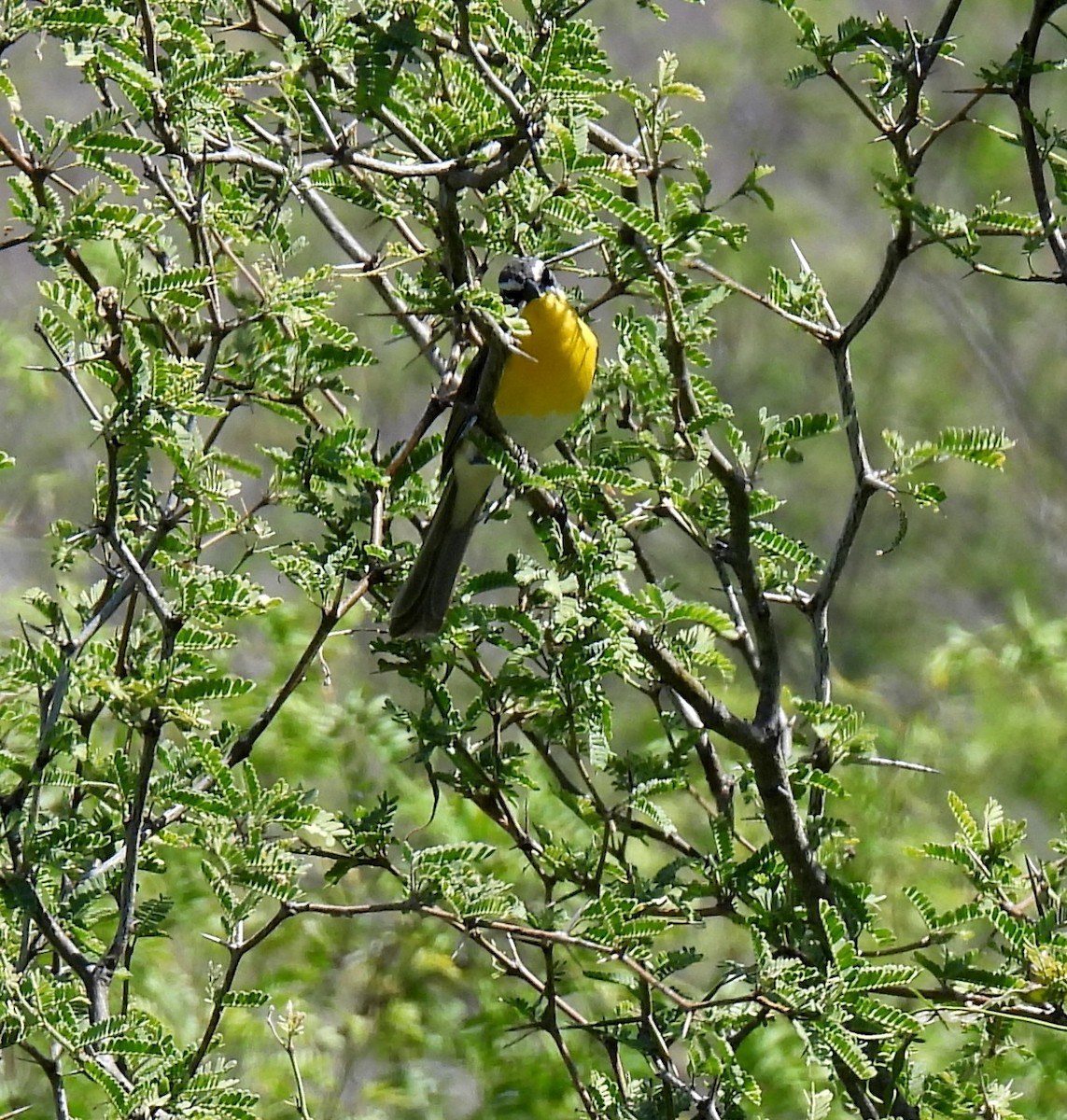 Yellow-breasted Chat - ML240603271