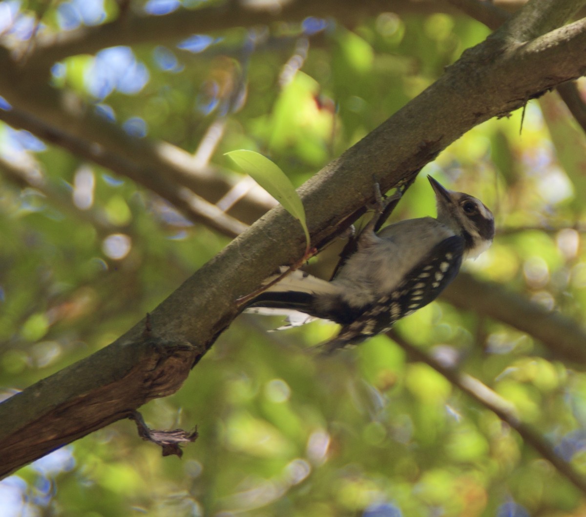 Downy Woodpecker - ML240603621