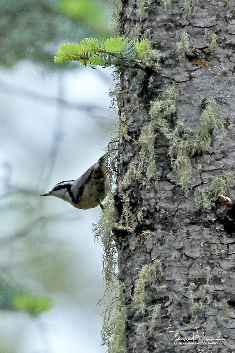 Red-breasted Nuthatch - ML240603801