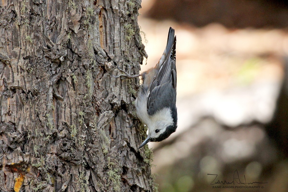 White-breasted Nuthatch - ML240603891