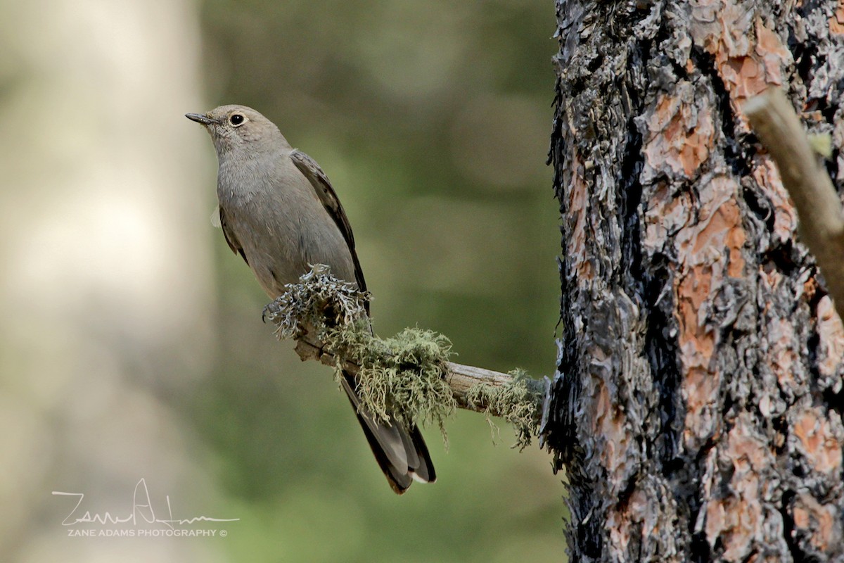 Townsend's Solitaire - ML240604921