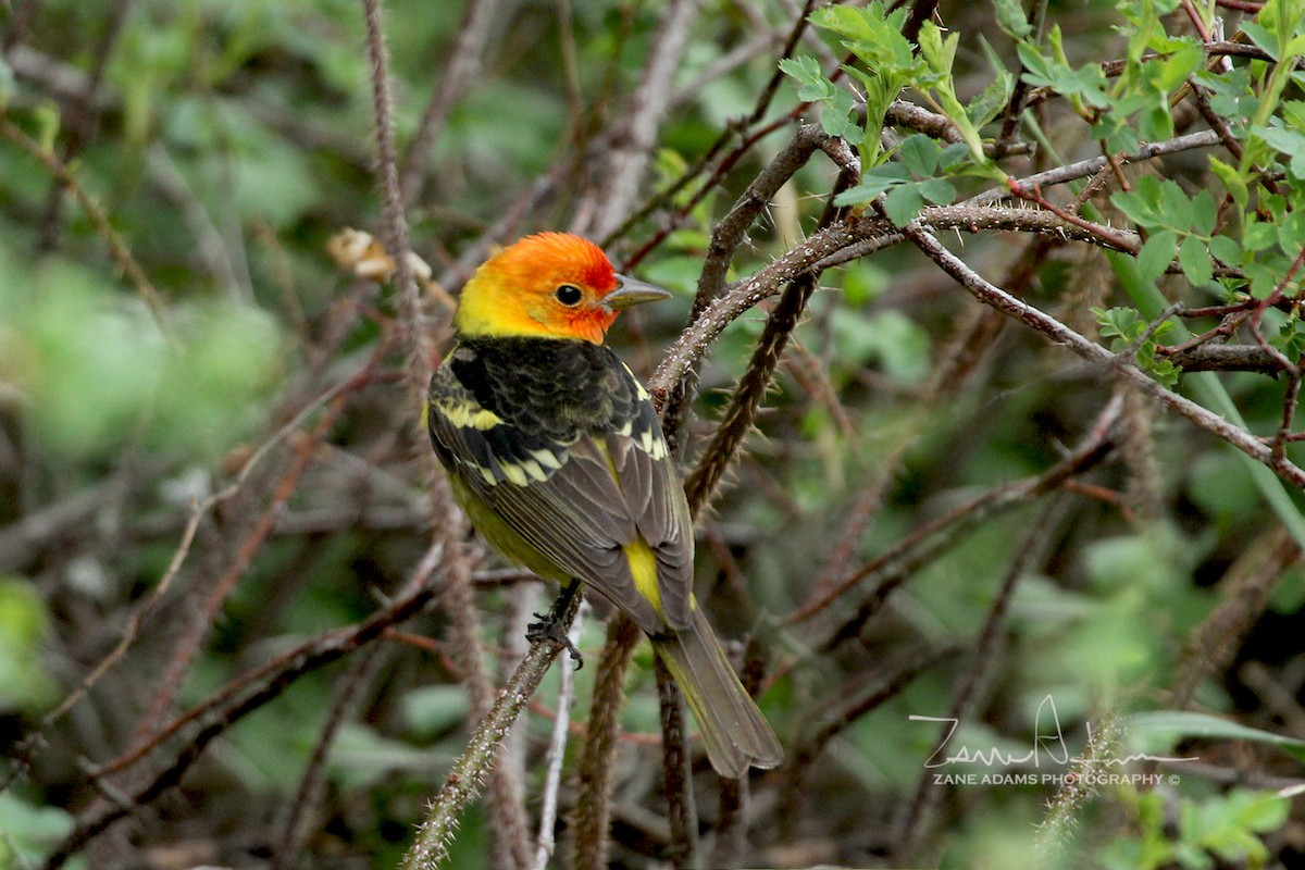 Western Tanager - ML240606881