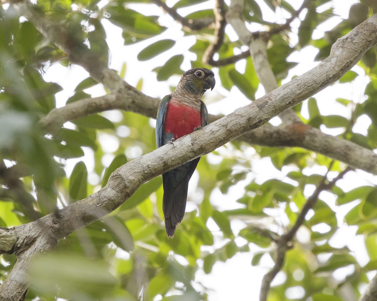 Crimson-bellied Parakeet - ML240607711