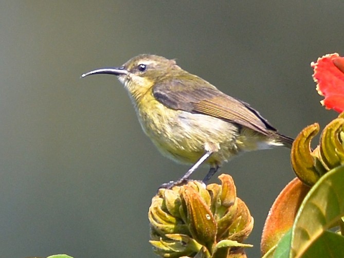 Olive-bellied Sunbird - Gerald Friesen