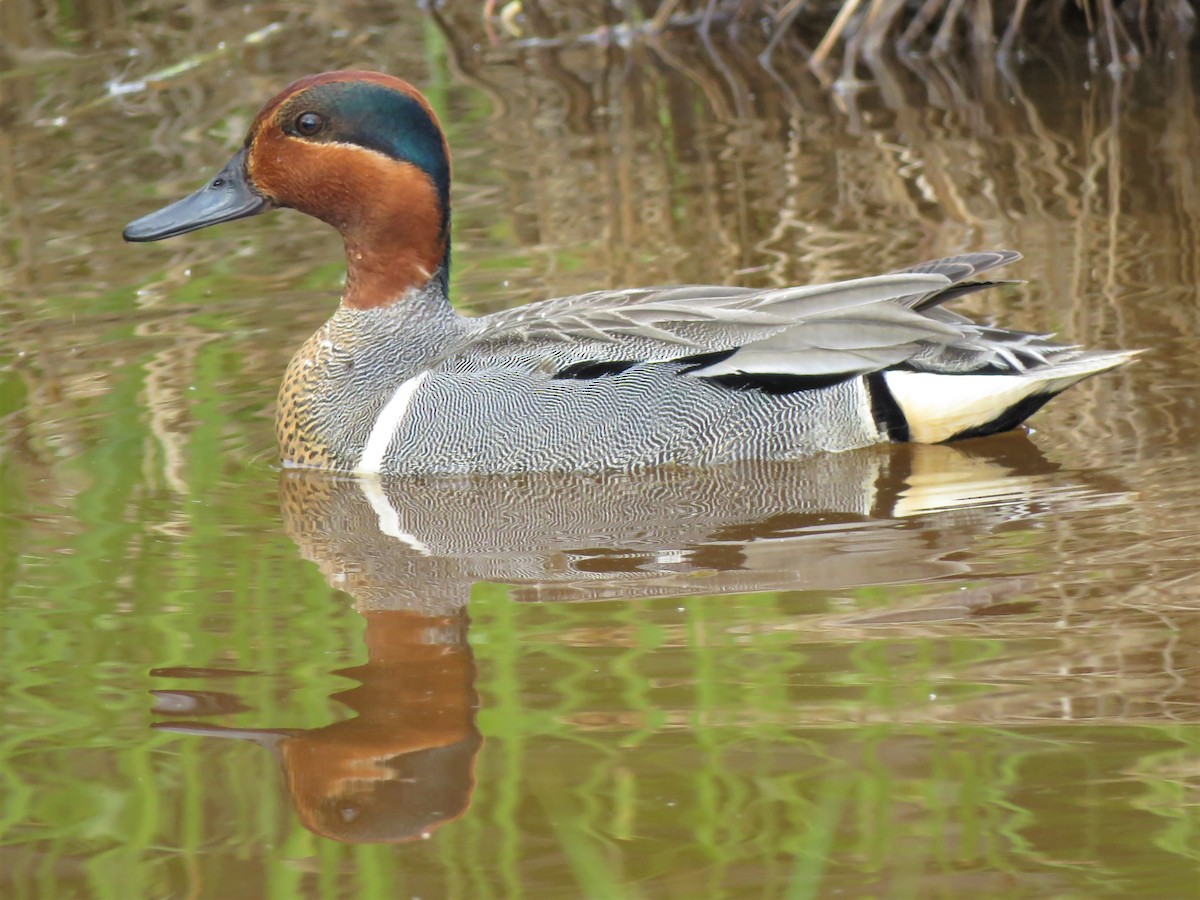 Green-winged Teal - ML240609391