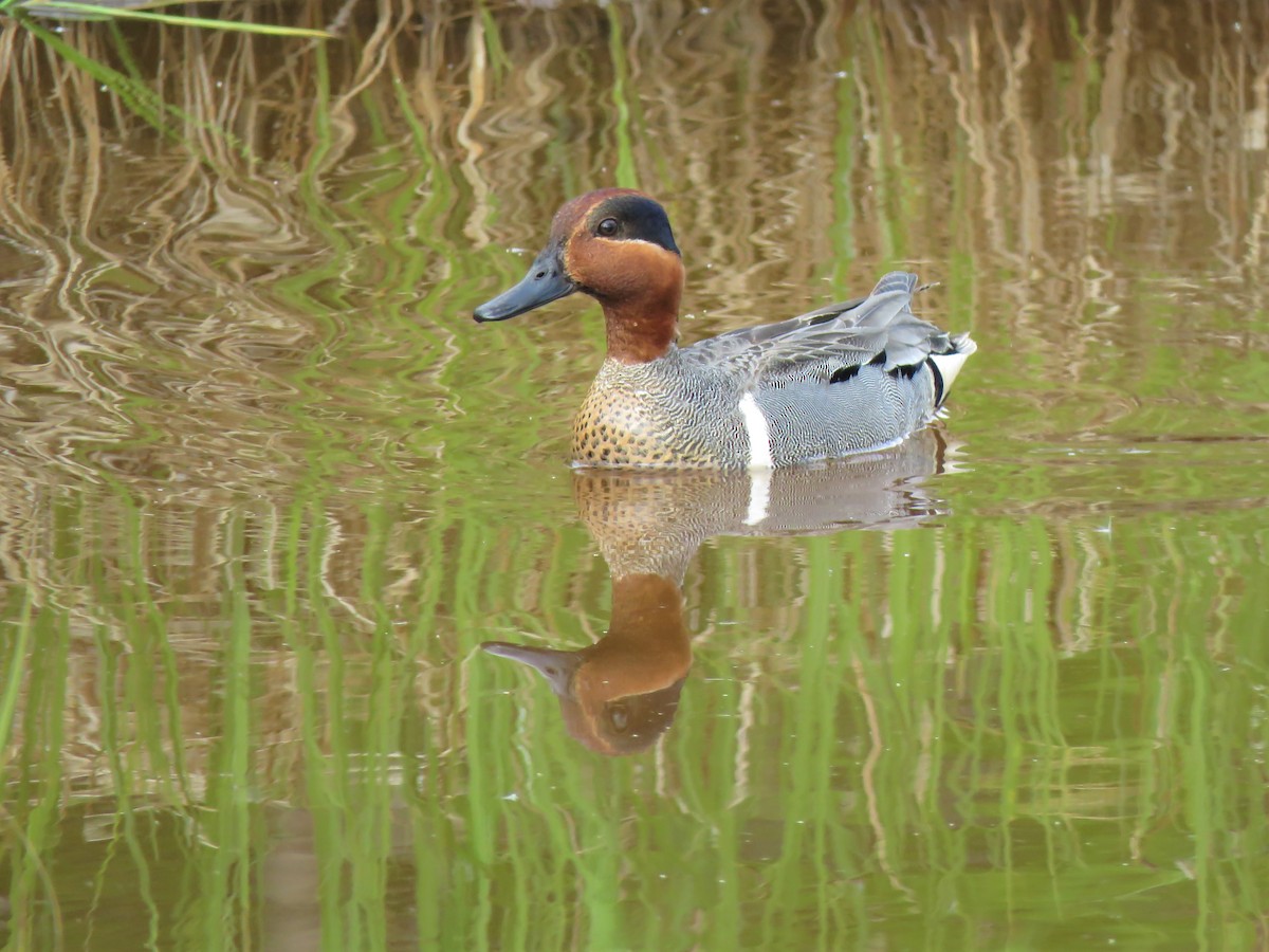 Green-winged Teal - ML240609501