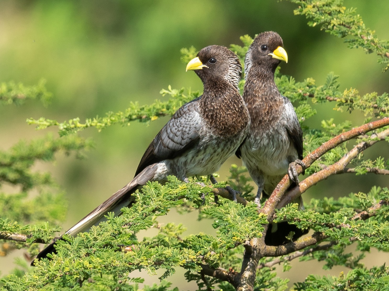 ヒガシハイイロエボシドリ - eBird